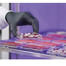 Heratherm Stability Chambers Applications by Thermo Fisher Scientific, 750L