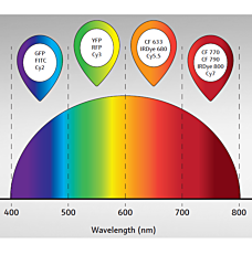 Wide Spectrum imaging of UVP iBox In Vivo Fluorescence Imaging System by Analytik Jena