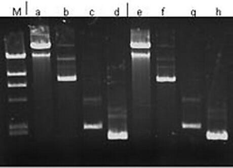 Plasmid DNA Purification Kit by Arrayit
