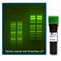 SmartGlow nucleic acid pre-stain and Loading Dye are safe and economical alternatives to using Ethidium Bromide  |  2808-10 displayed