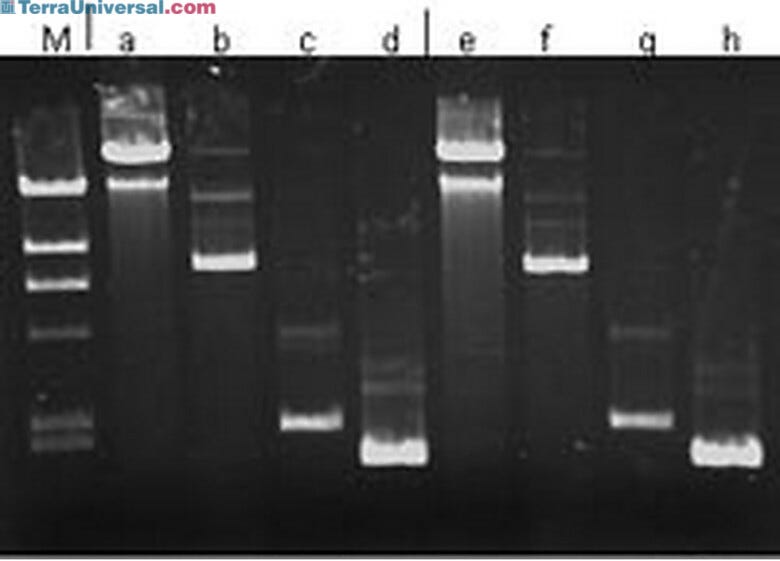 Affordable kit provides 20% higher plasmid yield and purity; used in various microarray applications using high-end PCR and DNA sequencing and cloning  |  3032-43 displayed