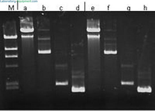 Affordable kit provides 20% higher plasmid yield and purity; used in various microarray applications using high-end PCR and DNA sequencing and cloning  |  3032-43 displayed