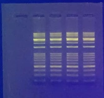 Electrophoresis gel with fluorescing dye illuminating bands. Photo courtesy of Accuris by Benchmark Scientific