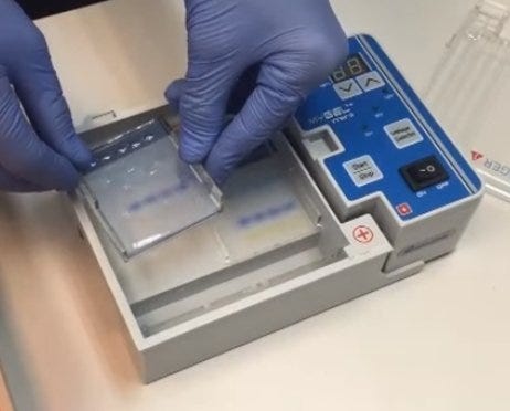 Horizontal gel electrophoresis; gel being removed after sample run. Photo courtesy of Accuris by Benchmark Scientific